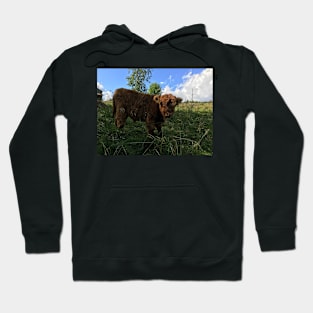 Scottish Highland Cattle Calf 1479 Hoodie